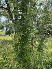 Cirsium discolor