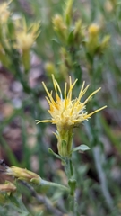 Ericameria discoidea