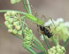 Peucetia viridans
