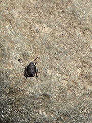 Chlorochroa ligata