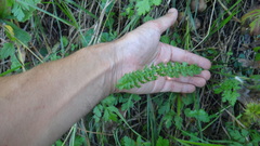 Filipendula vulgaris