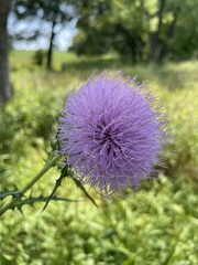 Cirsium discolor