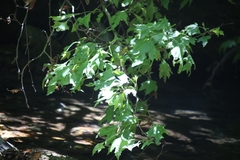 Platanus orientalis