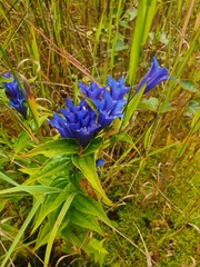 Gentiana asclepiadea