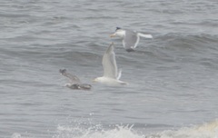 Larus glaucescens