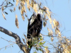 Haliaeetus vocifer