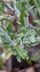 Ericameria discoidea