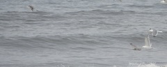 Larus californicus