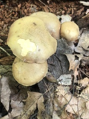 Aureoboletus innixus