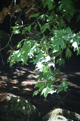 Platanus orientalis