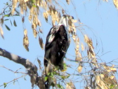 Haliaeetus vocifer