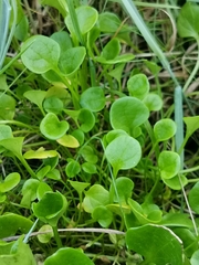 Cochlearia groenlandica