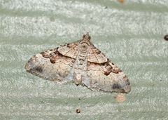 Xanthorhoe
