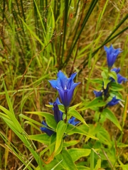 Gentiana asclepiadea