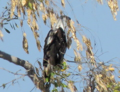 Haliaeetus vocifer