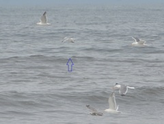 Larus delawarensis