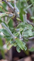 Ericameria discoidea