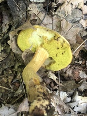Aureoboletus innixus