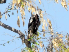 Haliaeetus vocifer
