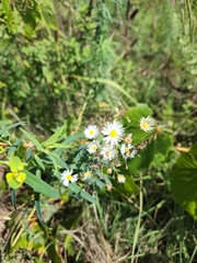 Erigeron strigosus