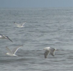 Larus delawarensis