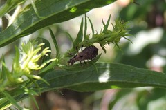 Himacerus mirmicoides