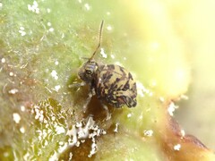 Dicyrtomidae