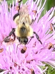Bombus vagans