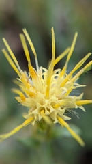 Ericameria discoidea