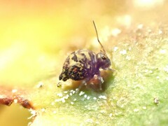 Dicyrtomidae