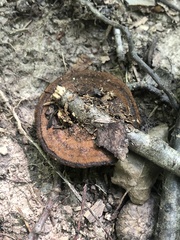 Hydnellum concrescens