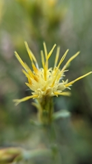 Ericameria discoidea