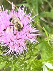 Bombus vagans