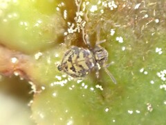 Dicyrtomidae