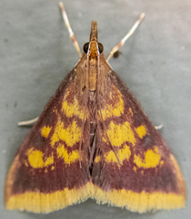 Pyrausta acrionalis