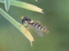 Sphaerophoria scripta