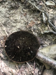 Hydnellum concrescens