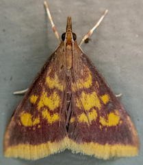 Pyrausta acrionalis