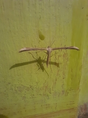 Emmelina monodactyla