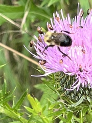Bombus vagans