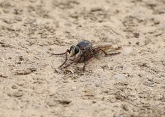 Proctacanthus milbertii