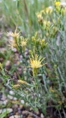 Ericameria discoidea