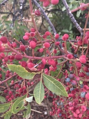 Pistacia terebinthus