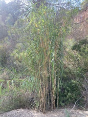 Arundo donax