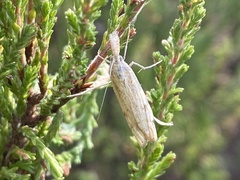 Agriphila inquinatella