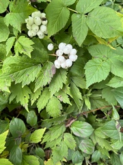 Actaea rubra neglecta