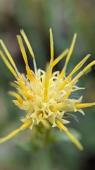 Ericameria discoidea