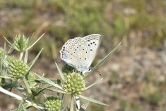 Polyommatus daphnis