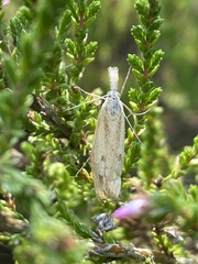 Agriphila inquinatella