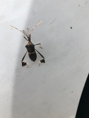 Leptoglossus zonatus